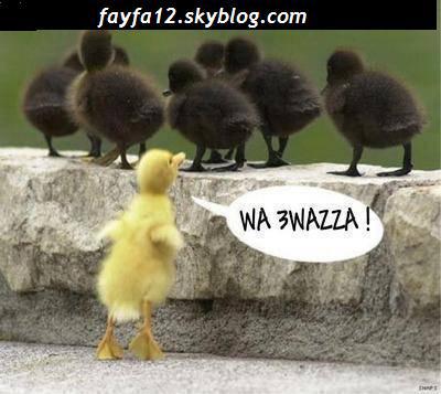 � el 3onsoriya � par torres-joe